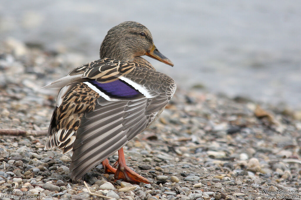 Canard colvert femelle