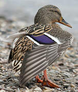 Mallard