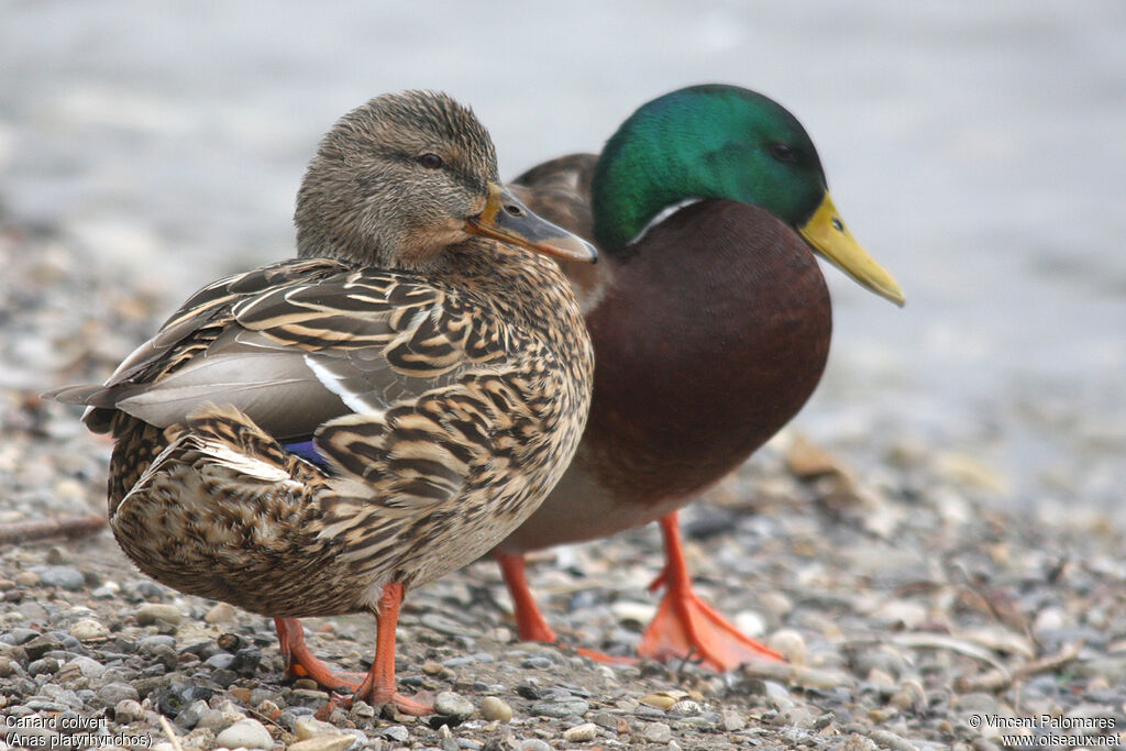 Mallard