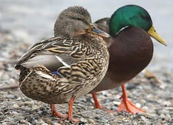 Mallard