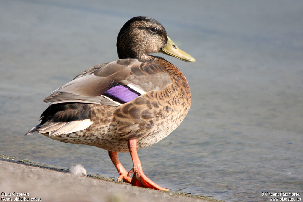 Canard colvert