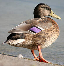 Canard colvert