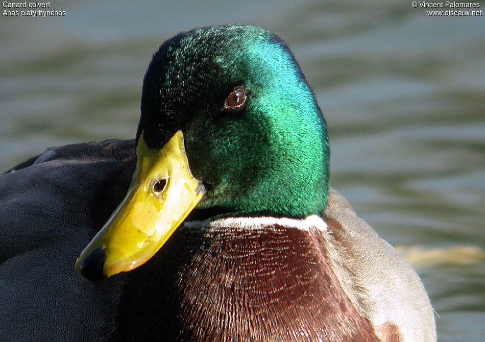 Canard colvert