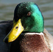 Mallard