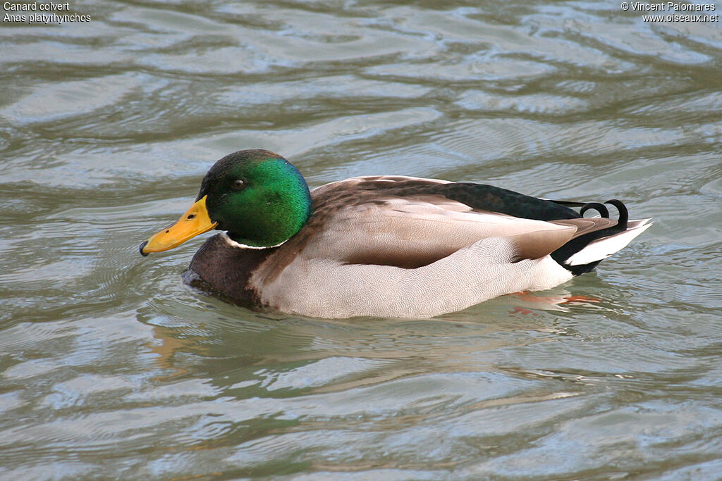 Canard colvert