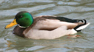 Mallard