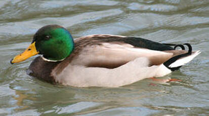 Canard colvert