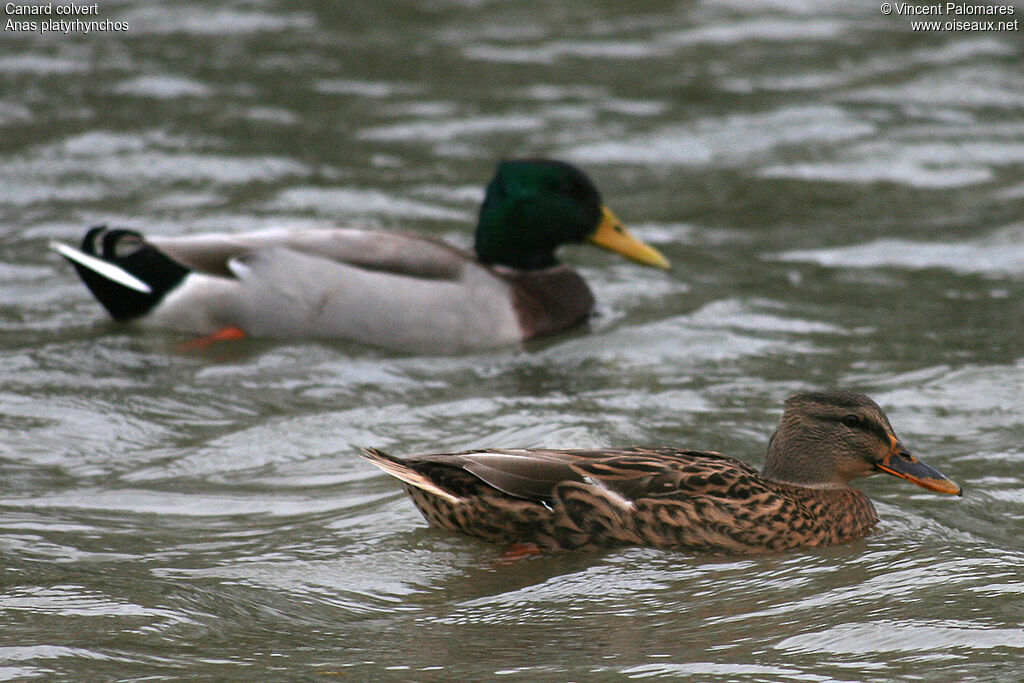 Canard colvert