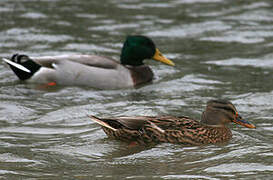 Canard colvert