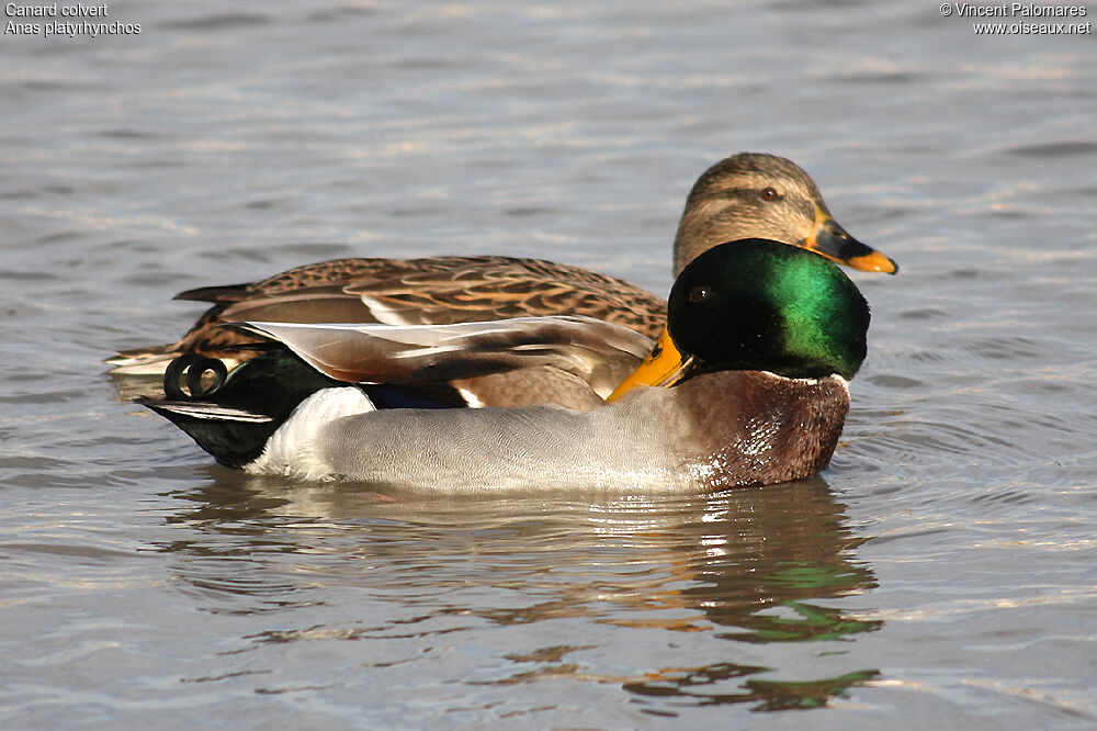 Canard colvert