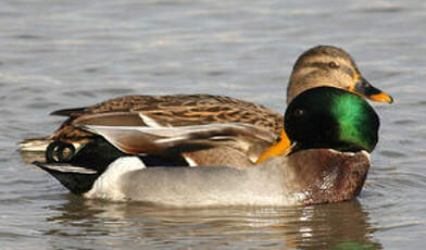 Canard colvert