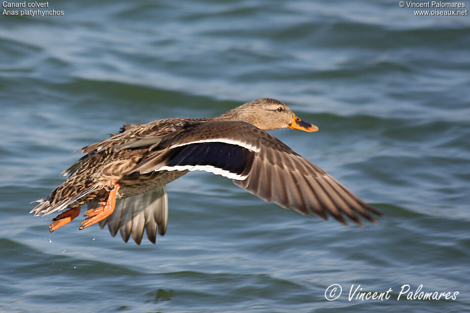 Canard colvert femelle