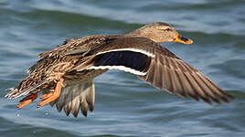 Canard colvert