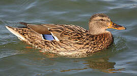 Canard colvert