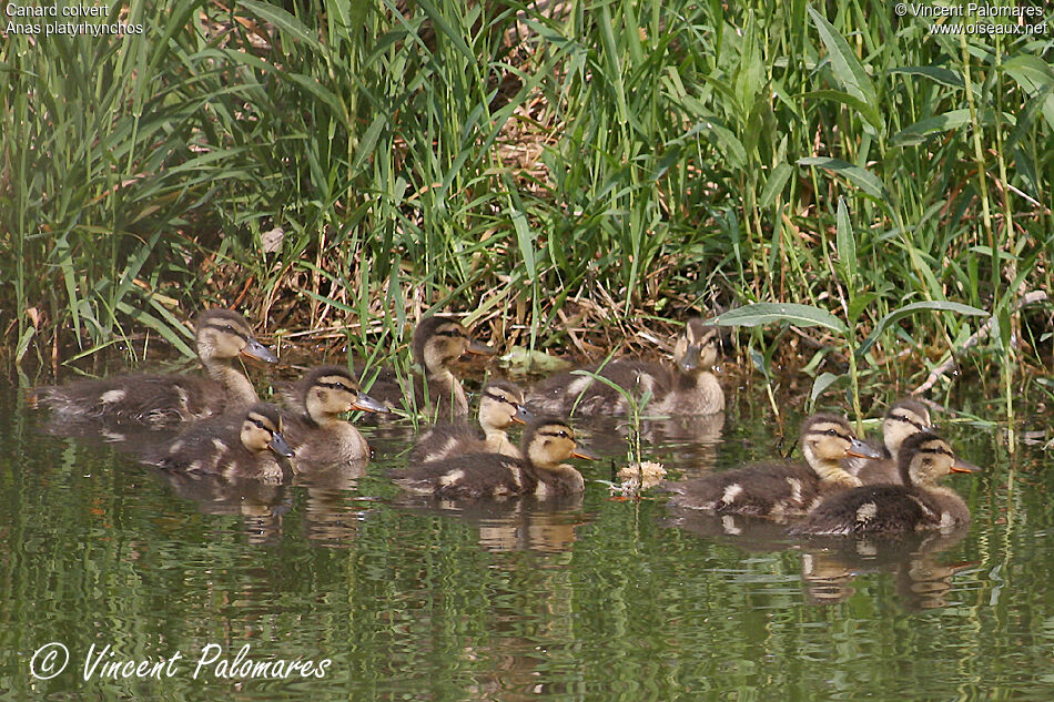 Mallardjuvenile