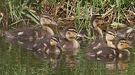 Canard colvert