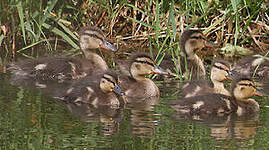 Canard colvert