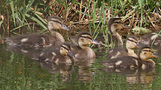 Mallard