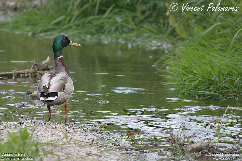 Canard colvert mâle