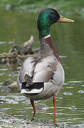 Canard colvert