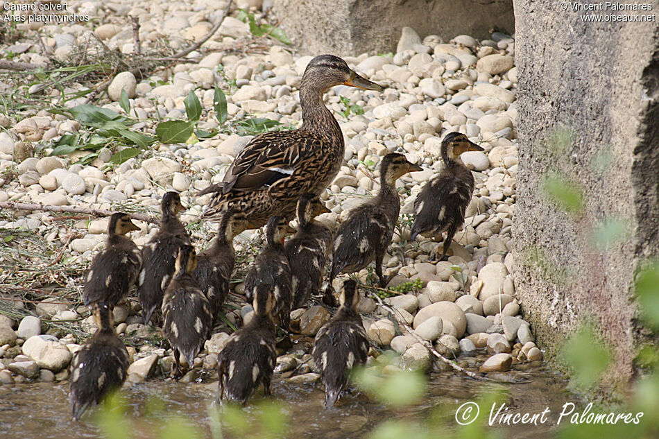 Canard colvert