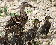 Canard colvert