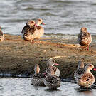 Canard du Cap