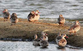 Cape Teal