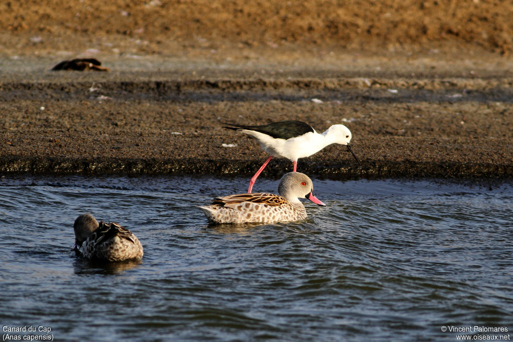 Cape Teal