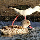 Canard du Cap