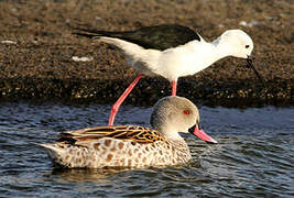 Cape Teal