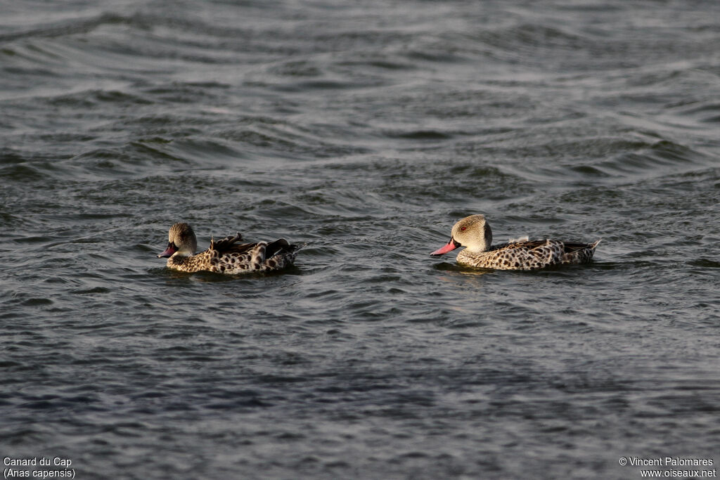 Cape Teal