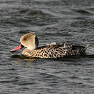 Canard du Cap