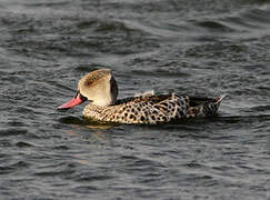 Cape Teal