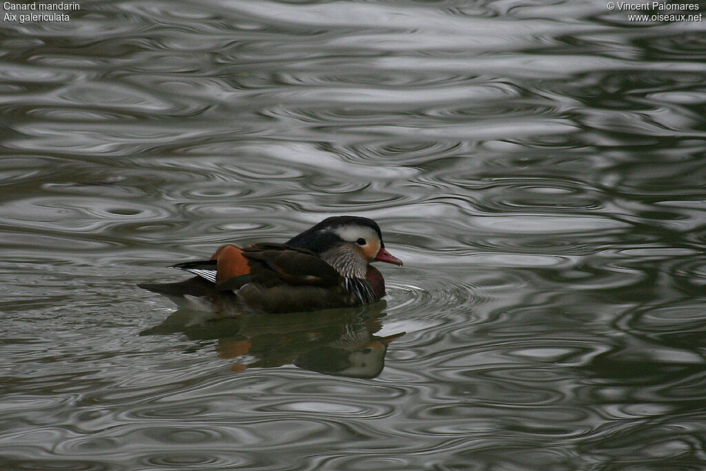 Canard mandarin