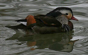 Canard mandarin