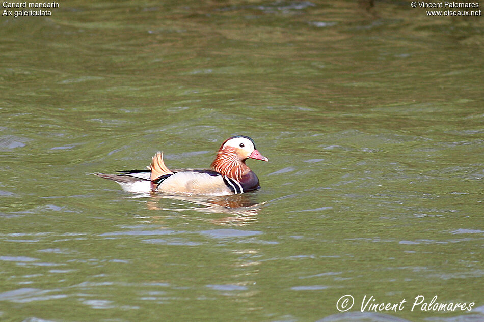 Canard mandarin mâle