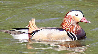 Canard mandarin