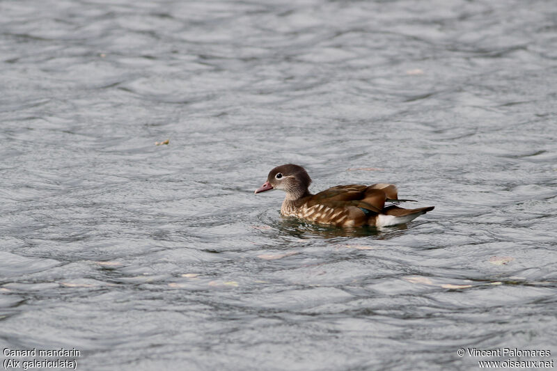 Mandarin Duck female, swimming