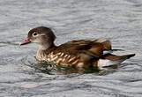 Canard mandarin