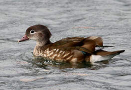 Mandarin Duck