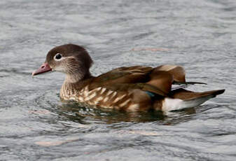 Canard mandarin