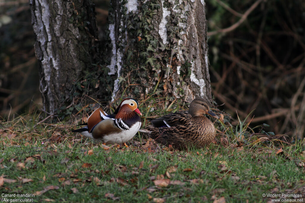 Canard mandarin mâle