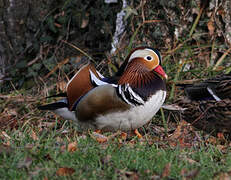 Mandarin Duck