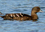 Canard noirâtre