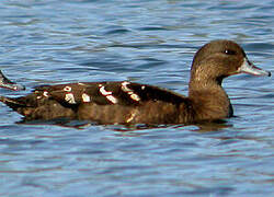 African Black Duck