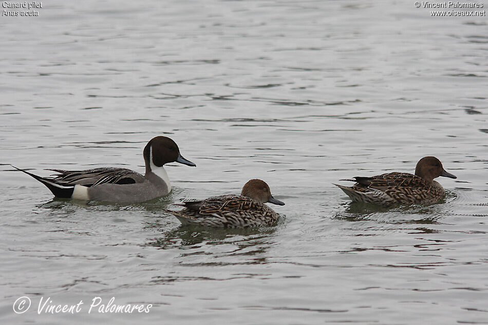 Canard pilet