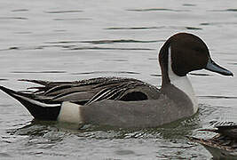 Northern Pintail