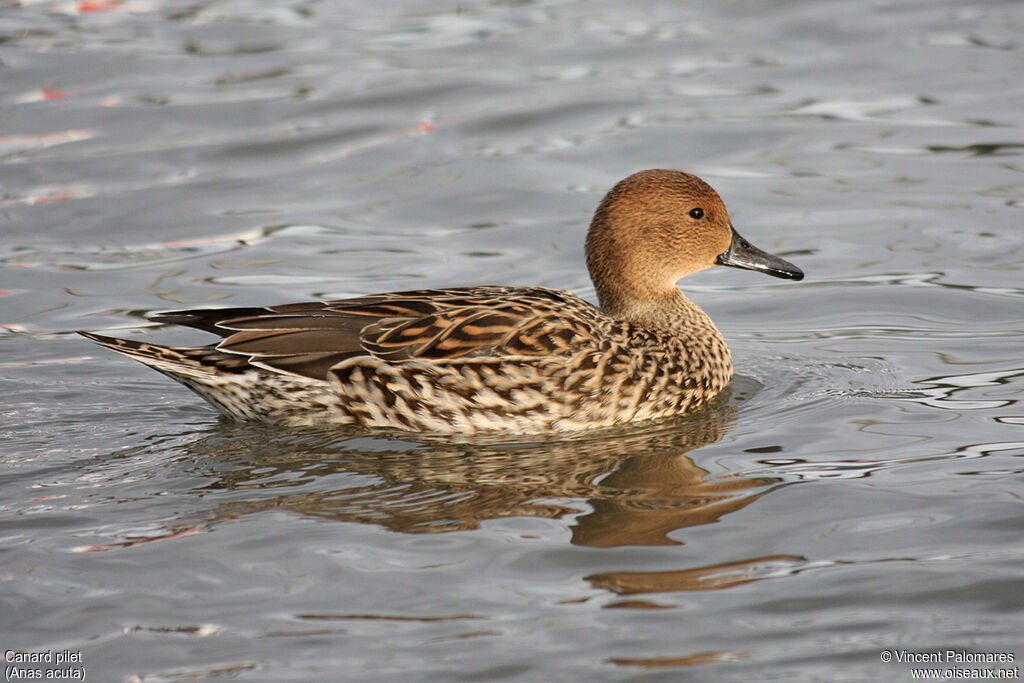 Canard pilet femelle