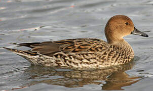 Northern Pintail